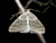 Theria rupicapraria