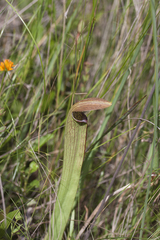 Sarracenia rubra