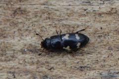 Glischrochilus quadriguttatus