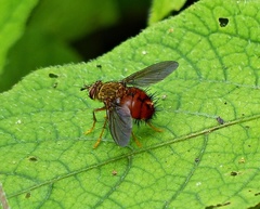 Epalpus