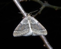 Theria rupicapraria