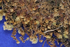 Scapania irrigua