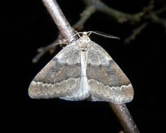 Theria rupicapraria