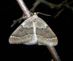 Theria rupicapraria