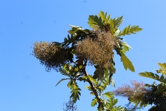 Bocconia frutescens