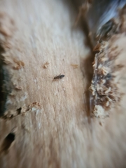 Orchesella bifasciata