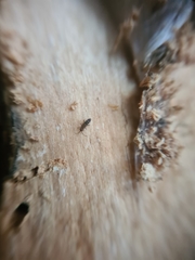 Orchesella bifasciata