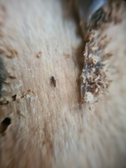 Orchesella bifasciata