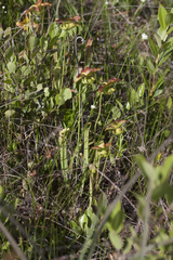 Sarracenia rubra