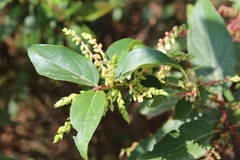 Gaultheria acuminata