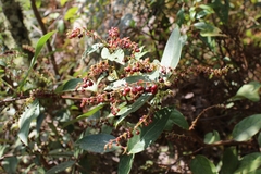 Gaultheria acuminata