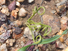 Albuca viscosa