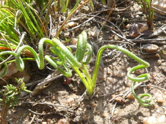 Albuca viscosa