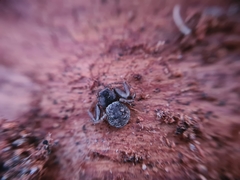 Coriarachne depressa