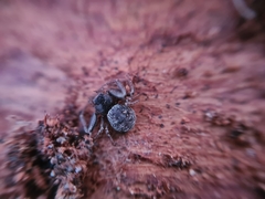 Coriarachne depressa