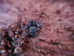 Coriarachne depressa