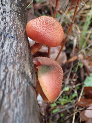 Gymnopilus aeruginosus