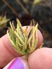 Cordylanthus rigidus setigerus