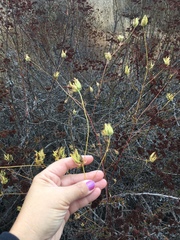 Cordylanthus rigidus setigerus