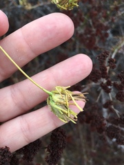 Cordylanthus rigidus setigerus