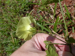 Pavonia cancellata