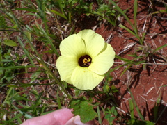 Pavonia cancellata