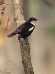Myrmecocichla arnotti arnotti