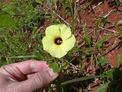 Pavonia cancellata