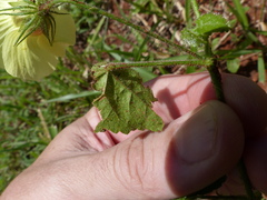 Pavonia cancellata