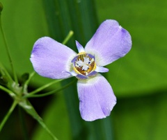 Ennealophus euryandrus euryandrus