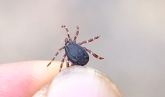 Hyalomma turanicum