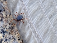 Hyalomma turanicum