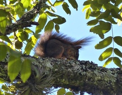Sciurus ignitus
