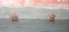 Phrynomantis annectens