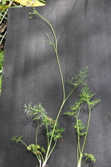 Lomatocarum alpinum