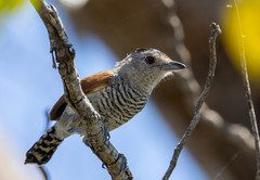 Thamnophilus torquatus