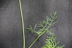 Lomatocarum alpinum