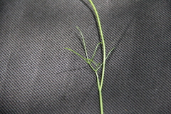 Lomatocarum alpinum