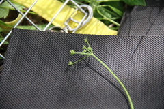 Lomatocarum alpinum