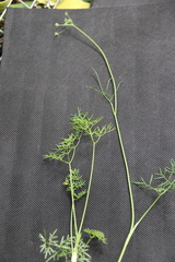 Lomatocarum alpinum