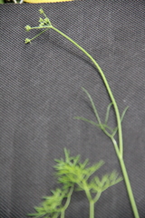 Lomatocarum alpinum