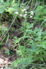 Lomatocarum alpinum