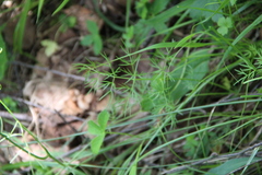 Lomatocarum alpinum