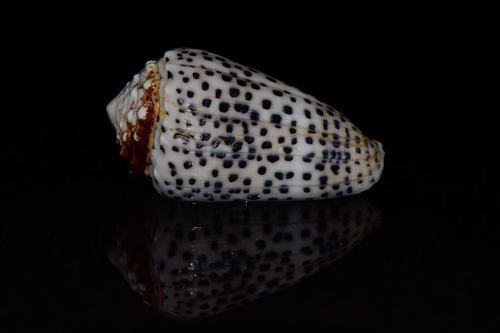 Conus pulicarius observed 2017-05-29