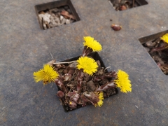 Tussilago farfara