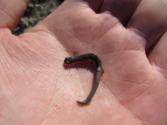 Batrachoseps major major