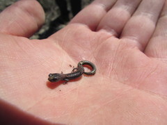 Batrachoseps major major