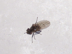 Coenia curvicauda
