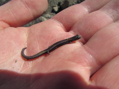 Batrachoseps major major