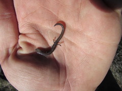 Batrachoseps major major